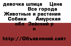 девочка шпица  › Цена ­ 40 000 - Все города Животные и растения » Собаки   . Амурская обл.,Зейский р-н